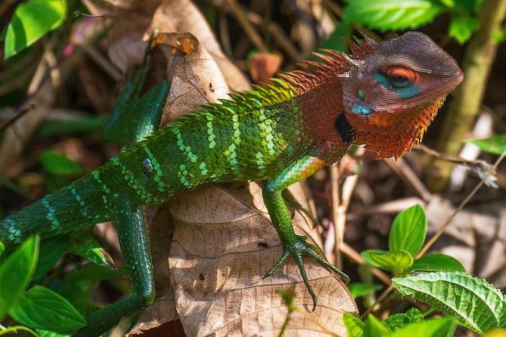 Day Tour Of Singharaja Rainforest From Colombo by Sigiritrip Tours - Sri Lanka.
